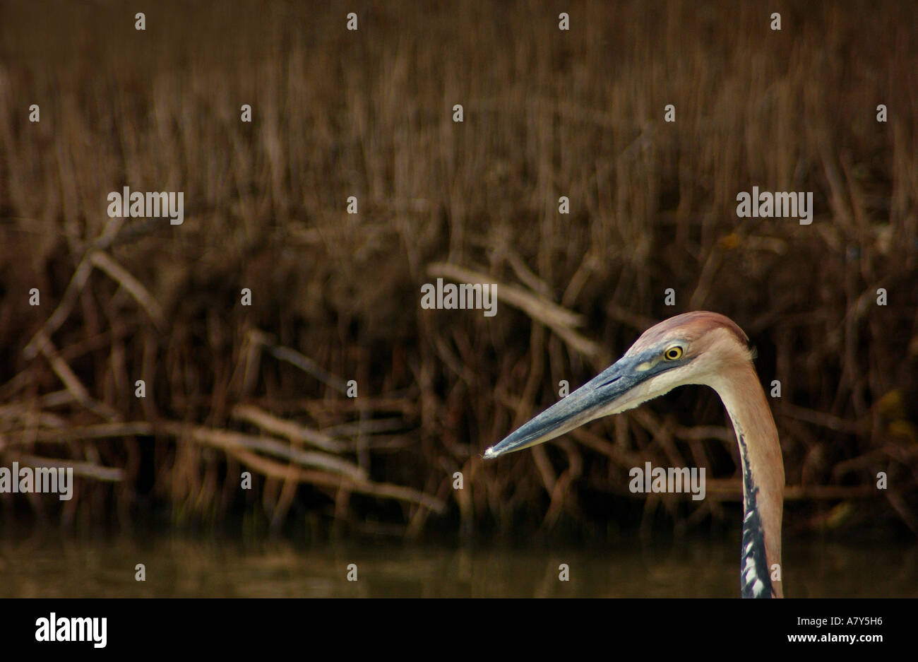 A goliath heron stands still in the water in St. Lucia, South Africa. Stock Photo