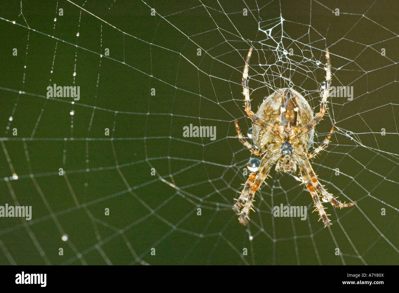 Garden spider on web Stock Photo - Alamy