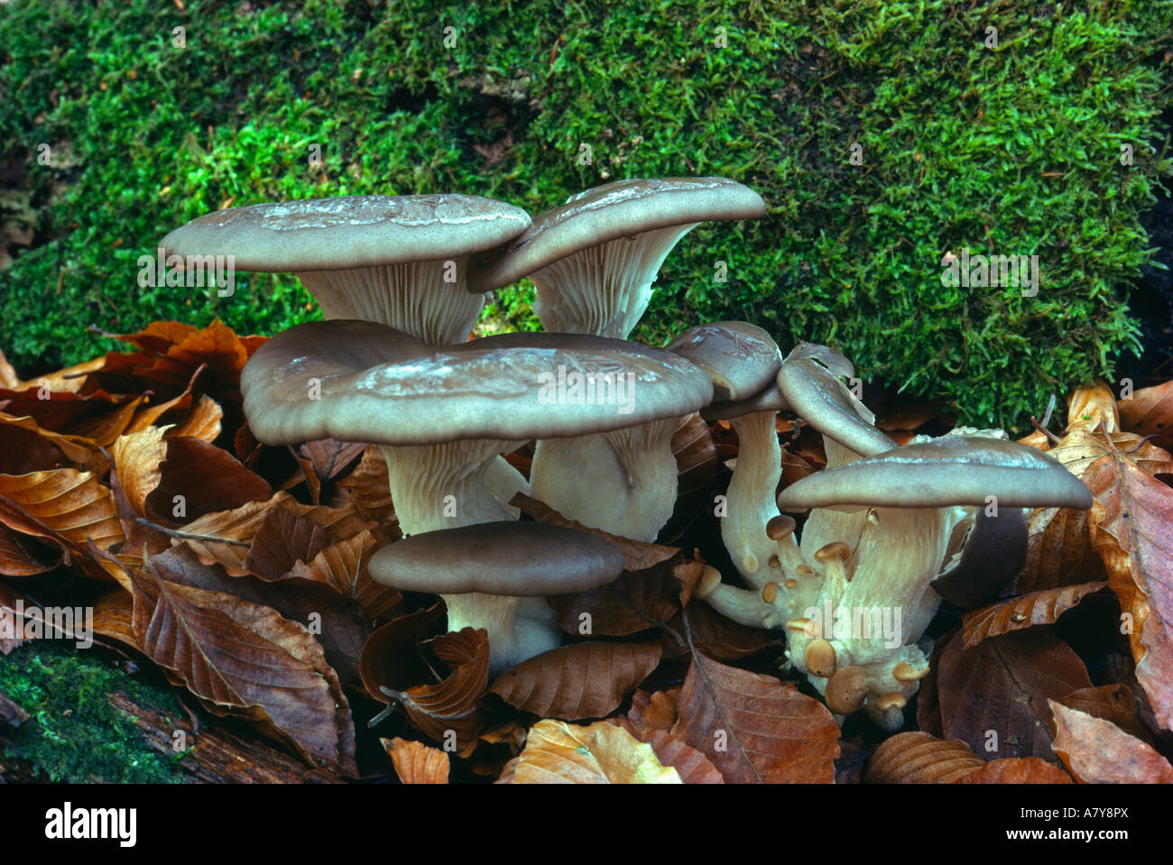 Oyster fungus Pleurotus ostreatus Stock Photo