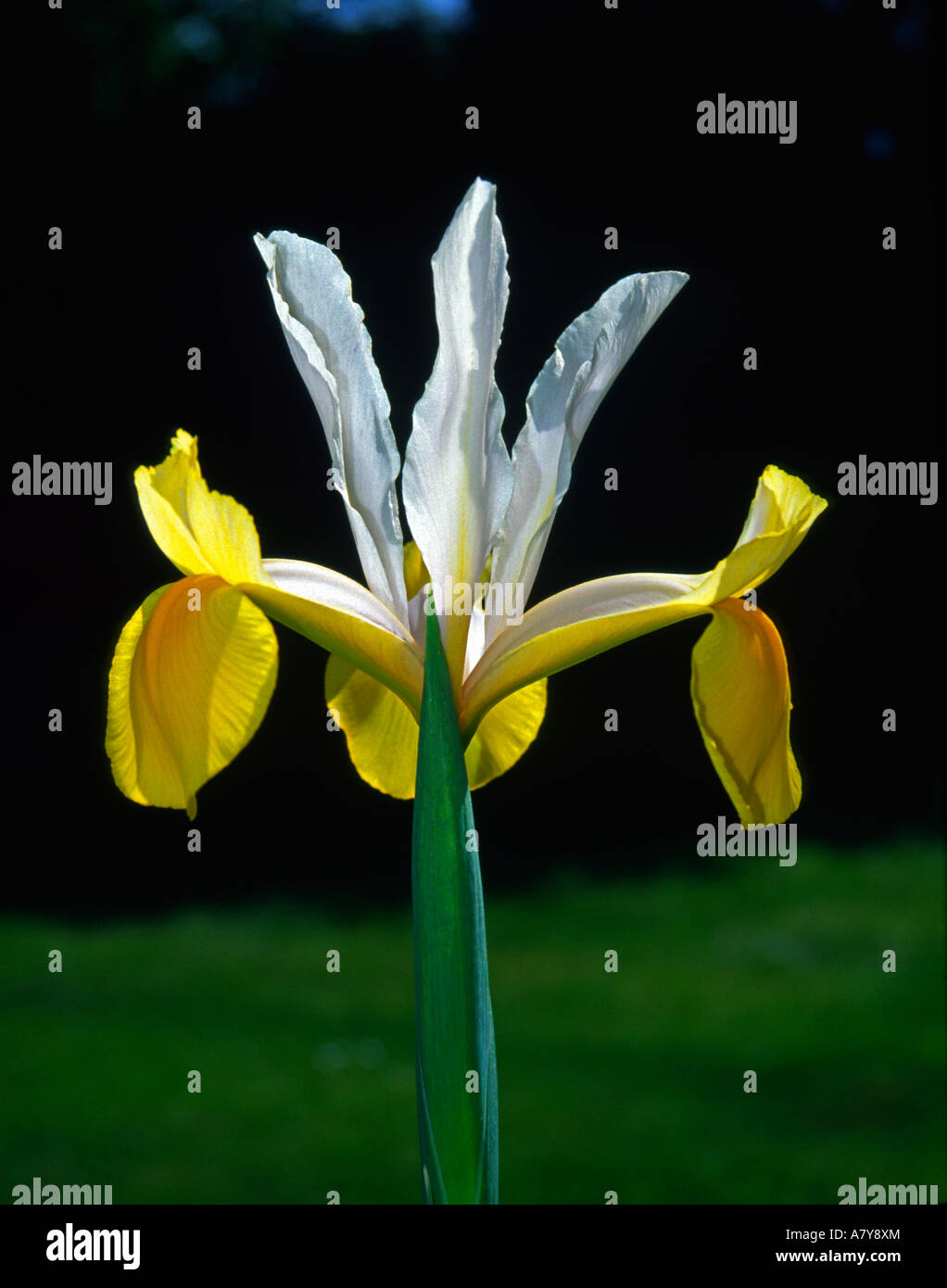 Iris bloom Iris bucharica Stock Photo