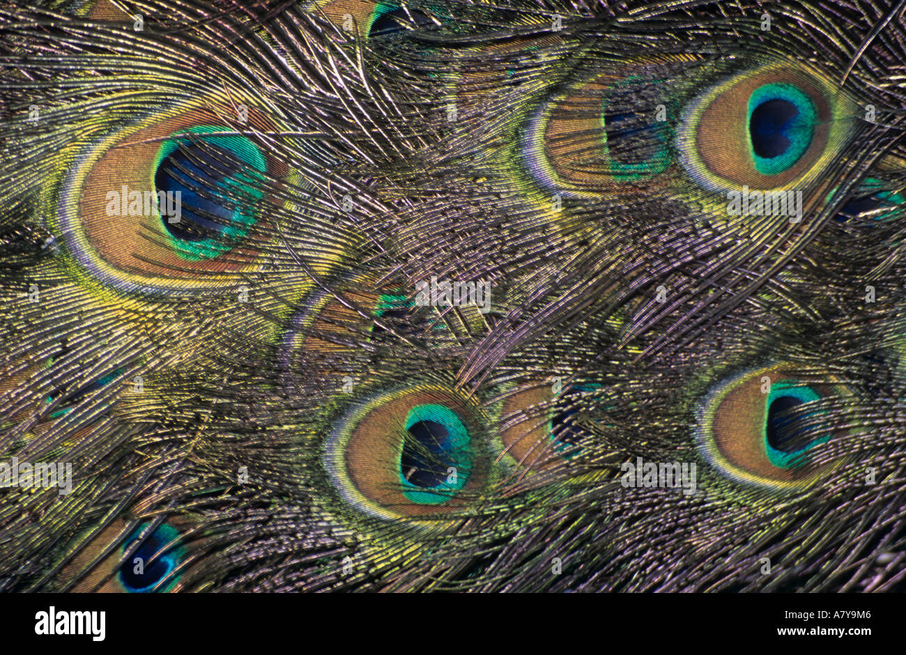 PATTERN of EYES on a Peacock's tail feathers in close up. England UK Britain Stock Photo