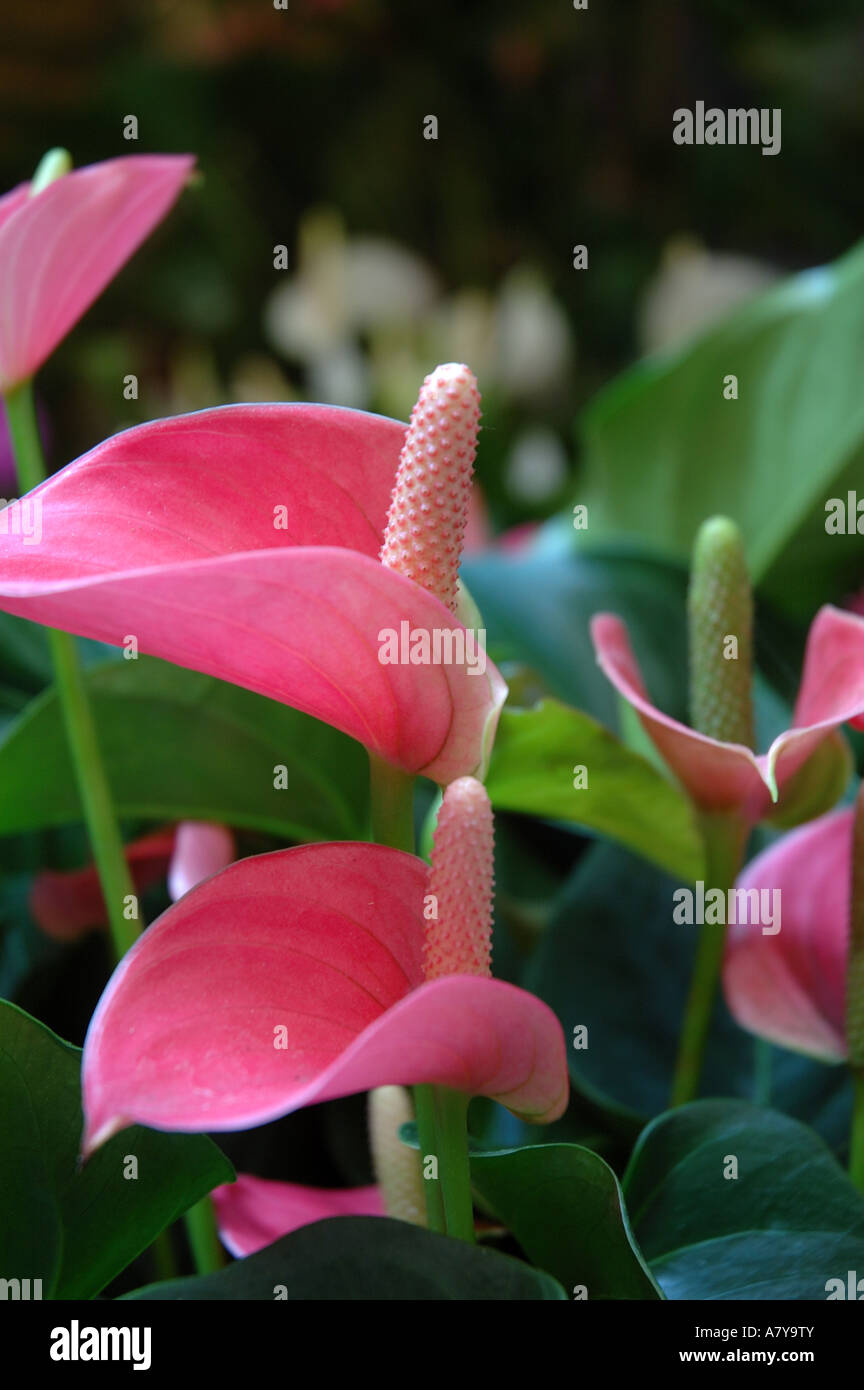 Switzerland, Lugano, Lake Lugano, pink Calla lily in flower shop Stock