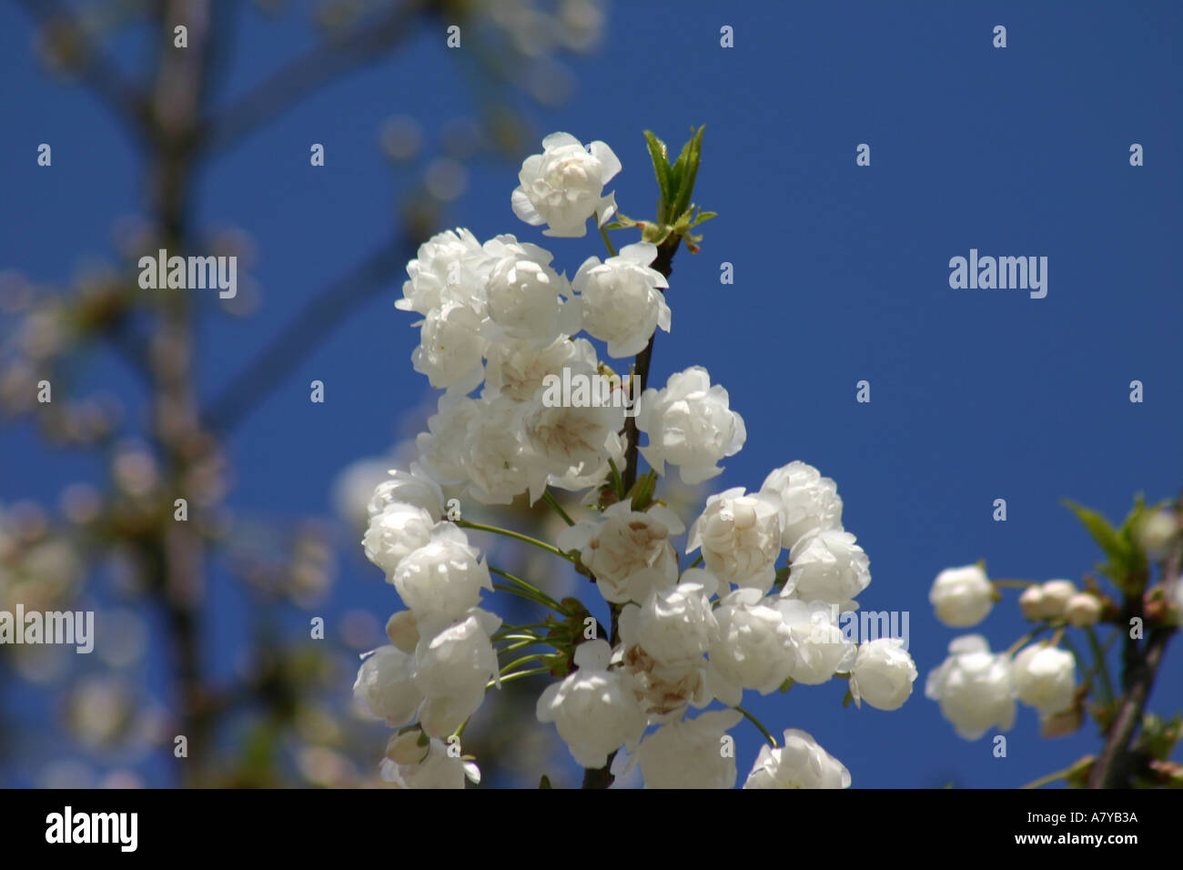 Tree with white budding flowers Stock Photo Alamy