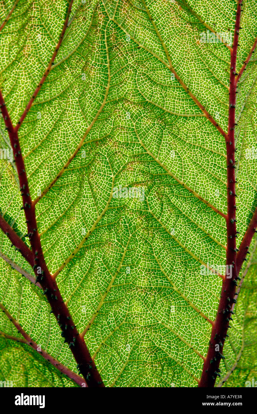Leaf photographed from the side opposite to the sun to enhance the texture. Stock Photo