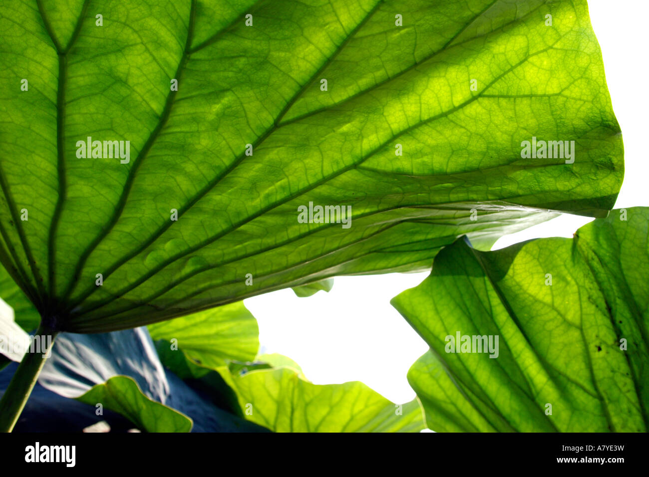 Leaf photographed from the side opposite to the sun to enhance the texture. Lotus flower: Nelumbo speciosum Stock Photo