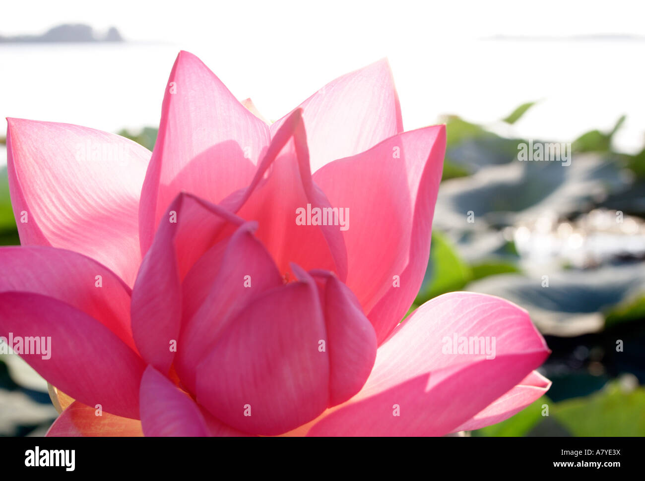 Lotus flower [Nelumbo speciosum] in full bloom. Mantova/Mantua, Italy Stock Photo