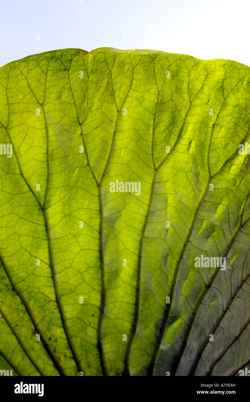Leaf photographed from the side opposite to the sun to enhance the texture. Lotus flower: Nelumbo speciosum. Stock Photo