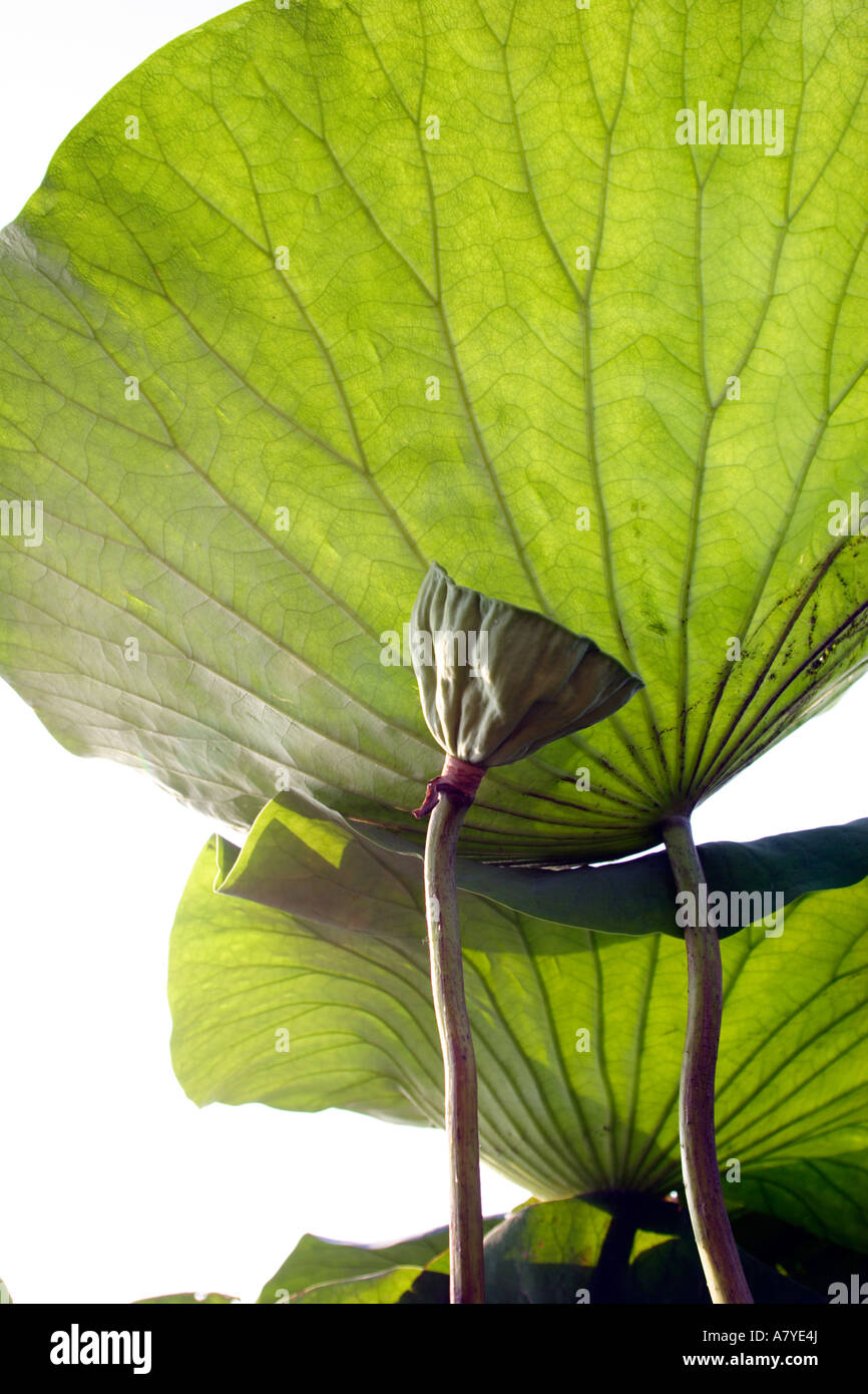 Leaf photographed from the side opposite to the sun to enhance the texture. Lotus flower: Nelumbo speciosum. Stock Photo