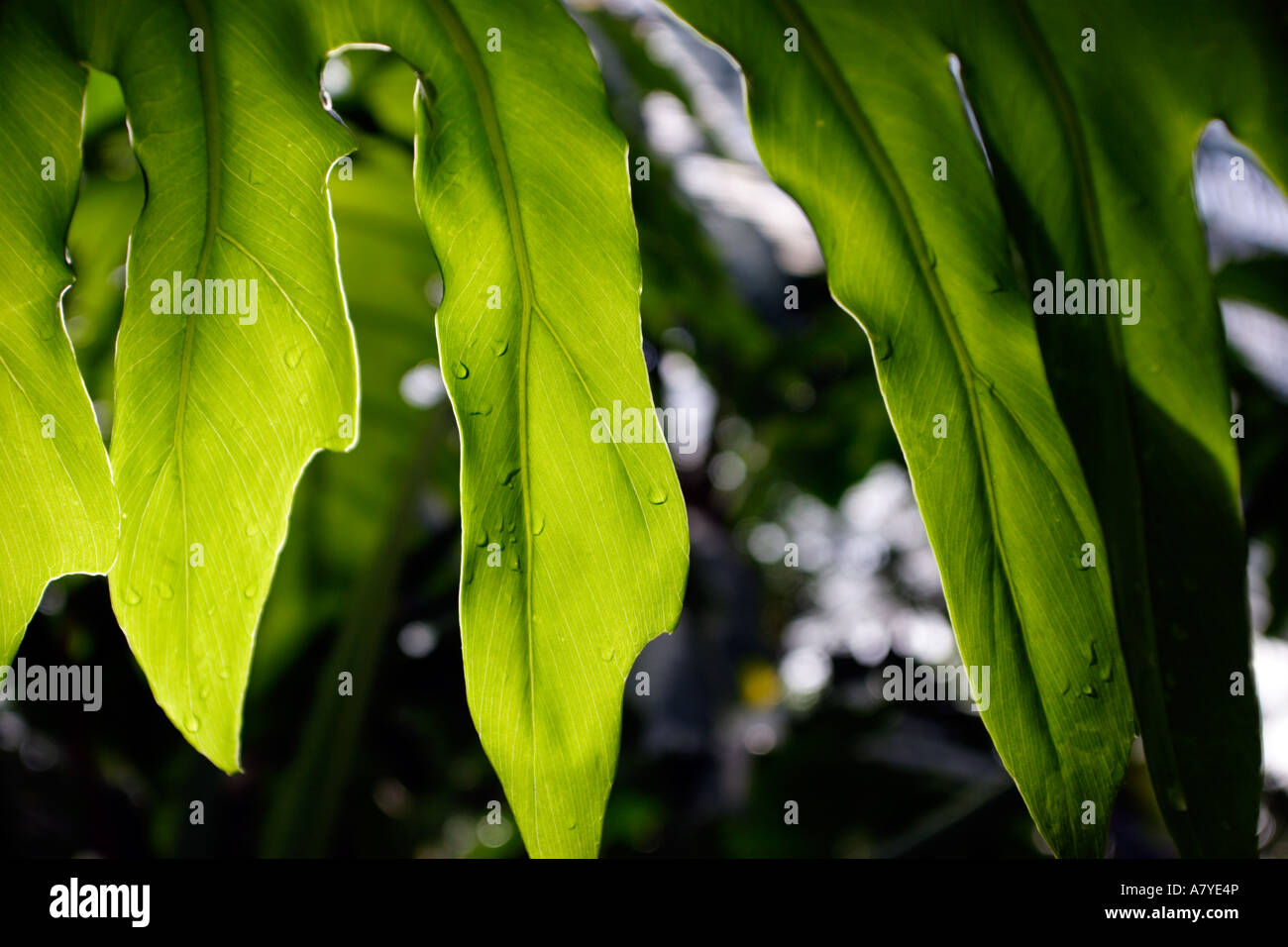 Leaf photographed from the side opposite to the sun to enhance the texture. Stock Photo