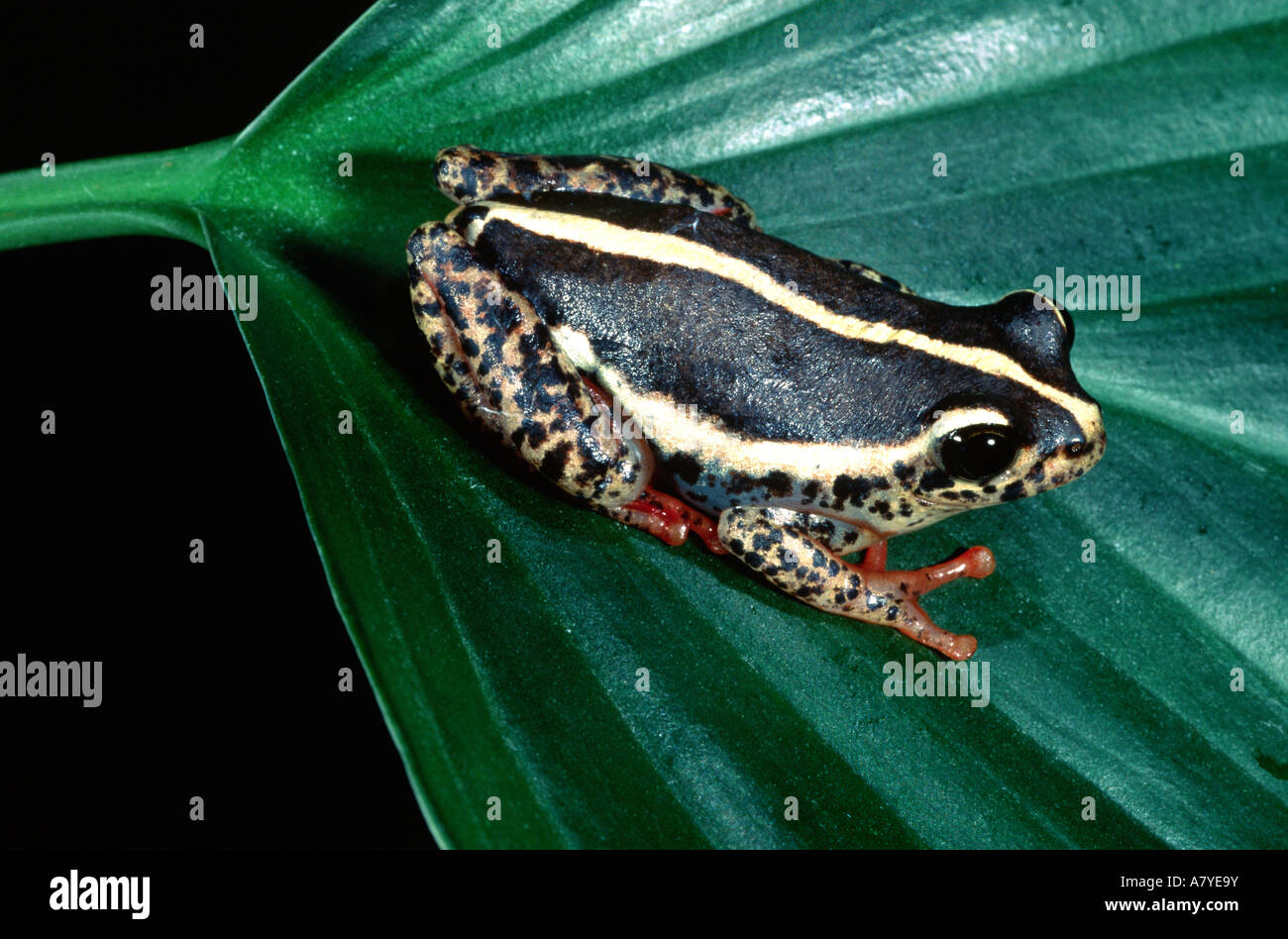 Raven Eyed Banana Frog, Afrixalus sp., Native to East Africa Stock Photo