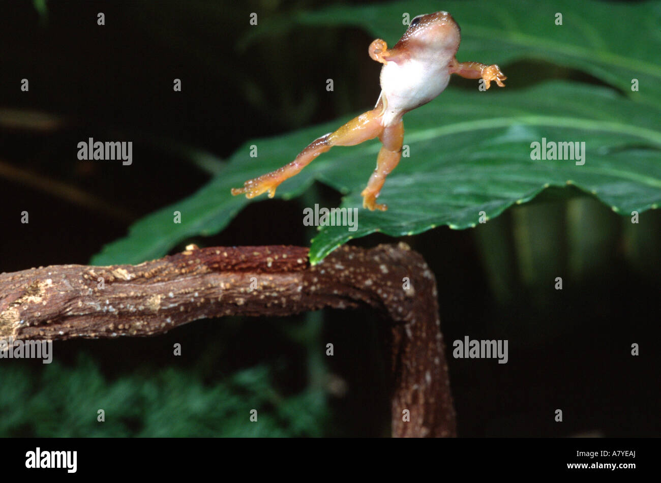 Spiney Banana Frog Jumping, Afrixalus fornasini, Native to East Africa Stock Photo