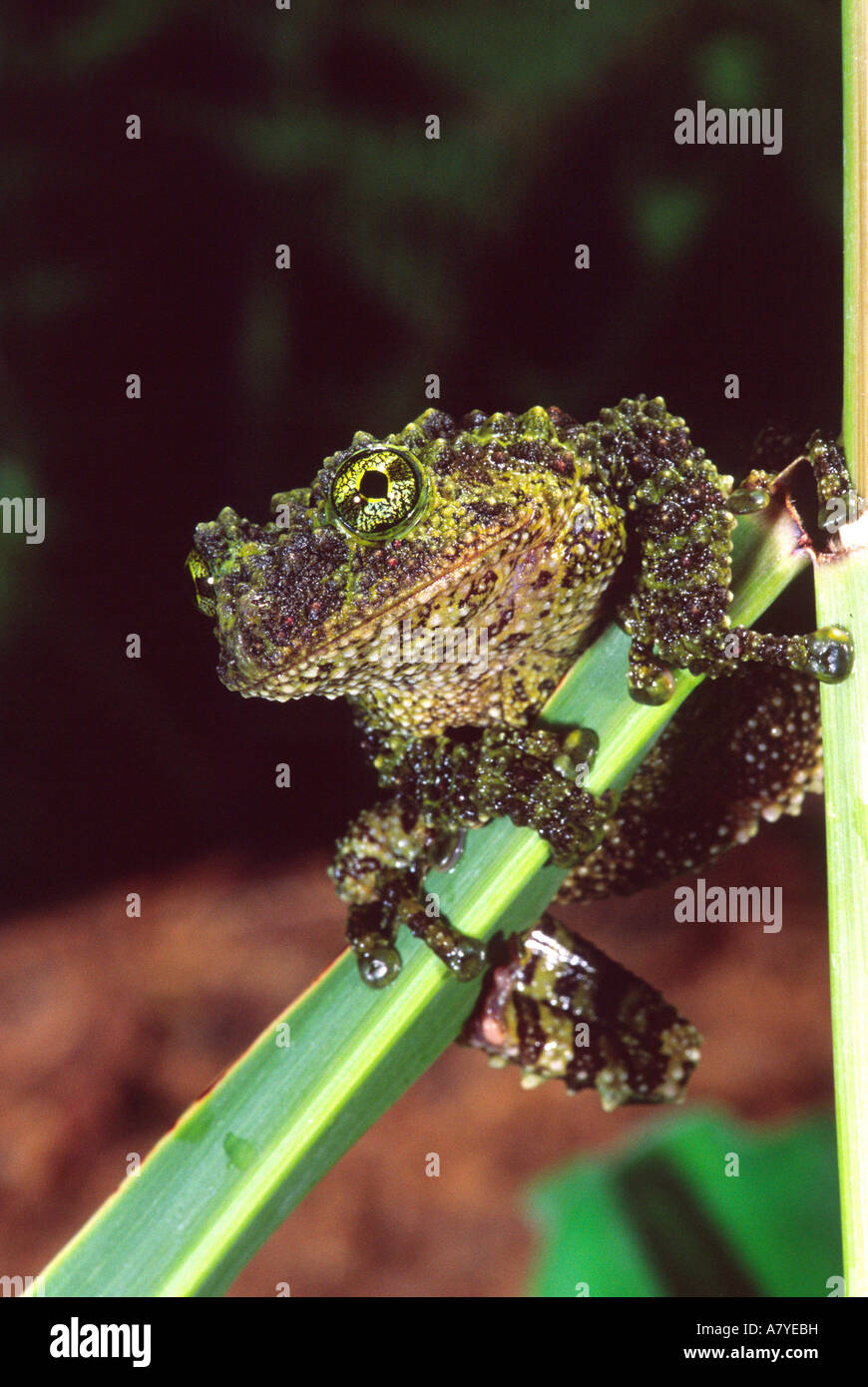 Vietnamese Mossy Frog, Theloderma corticale, Native to Vietnam Stock