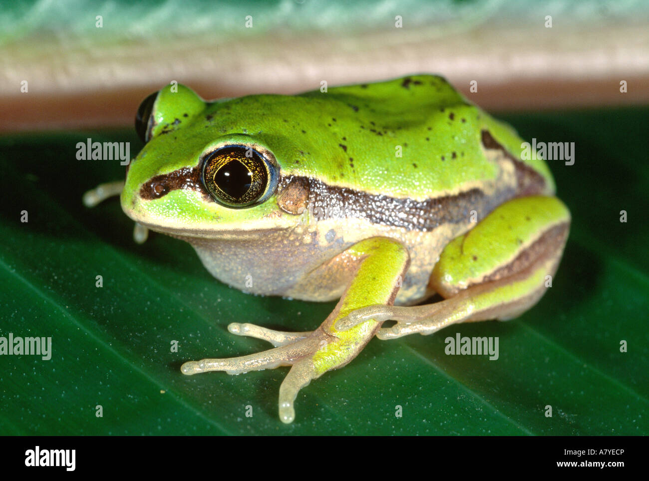 Masked Treefrog, Smilisca baudini , Native to Mexico, Central America Stock Photo