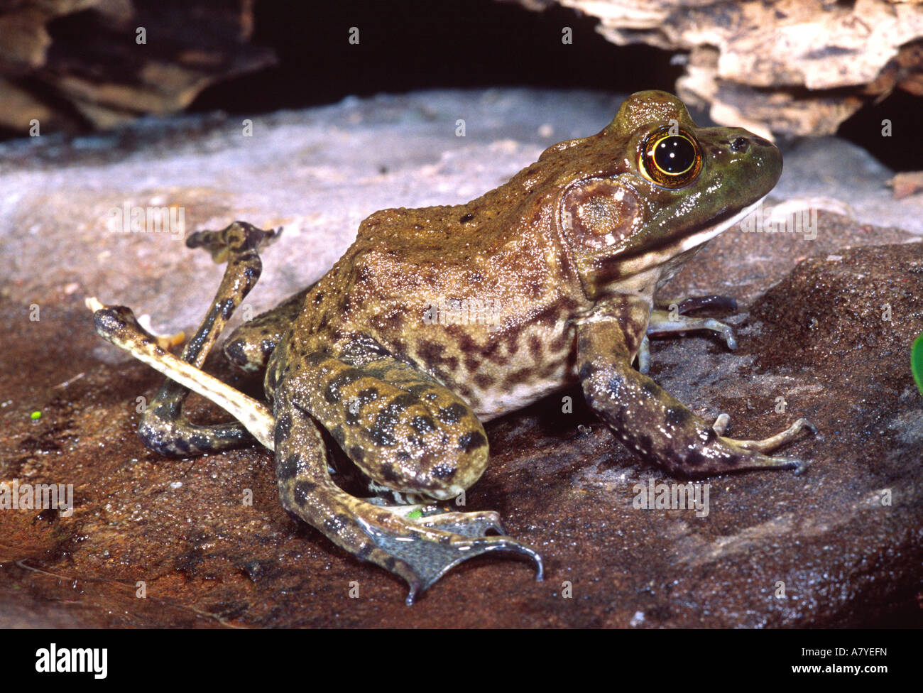 American Bullfrog with 6 Legs, Rana catesbeiana, Native to the US Stock Photo