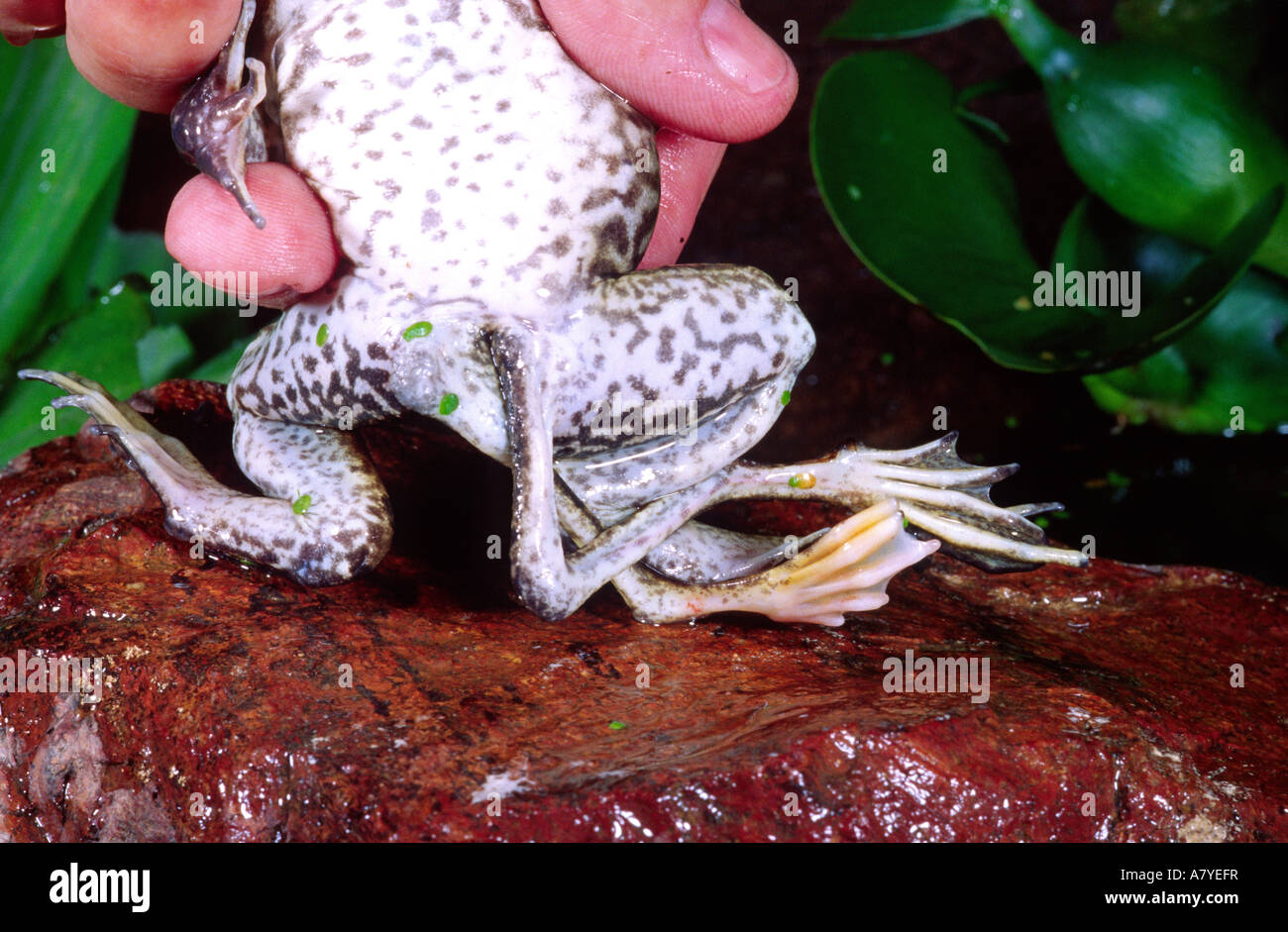 American Bullfrog with 6 Legs (Underside), Rana catesbeiana, Native to US Stock Photo