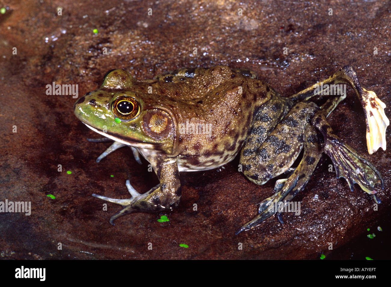 American Bullfrog with 6 Legs, Rana catesbeiana, Native to US Stock Photo