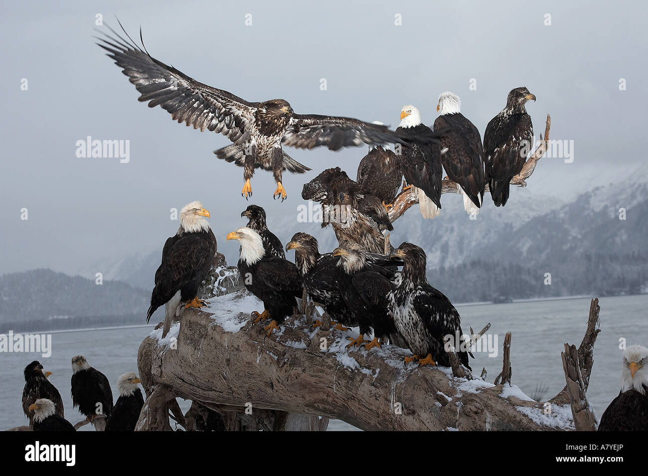 Bald Eagles gathering on a log, Haliaeetus leucocephalus, Homer, Alaska
