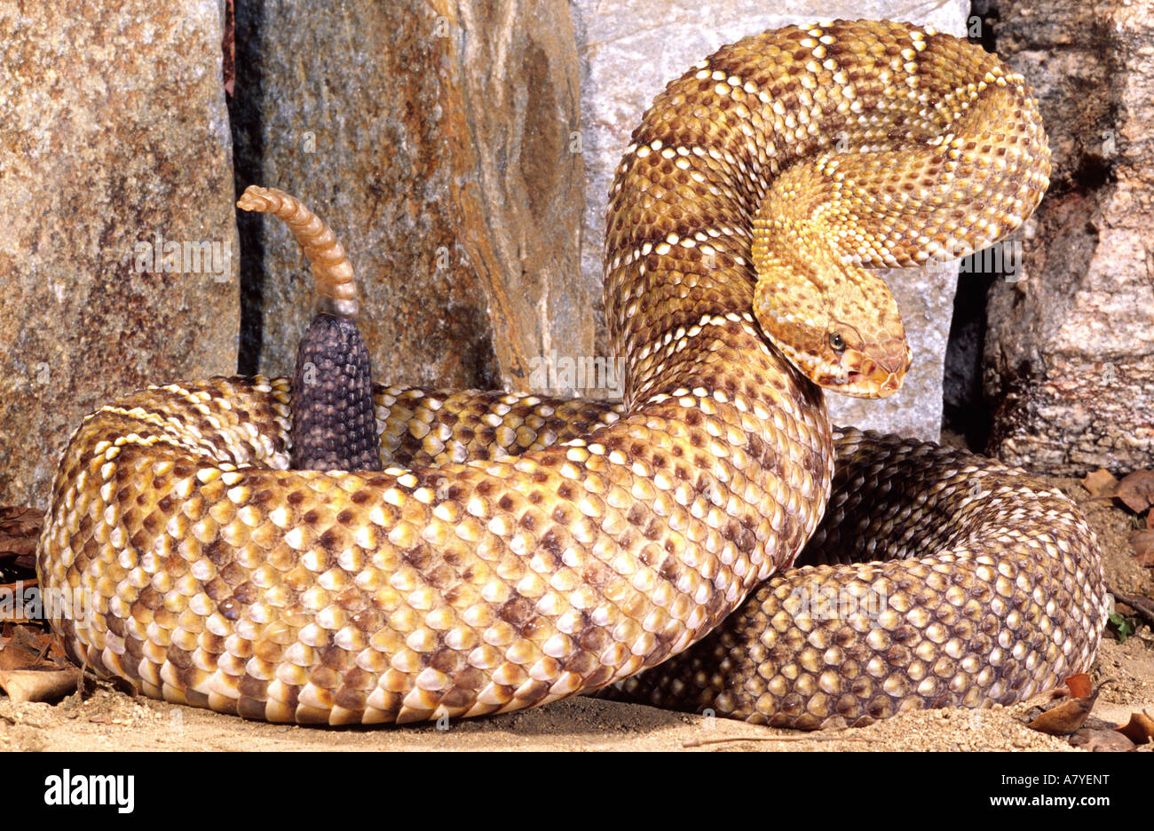 Mexican West Coast Rattlesnake, Crotalus basiliscus, Native to Western