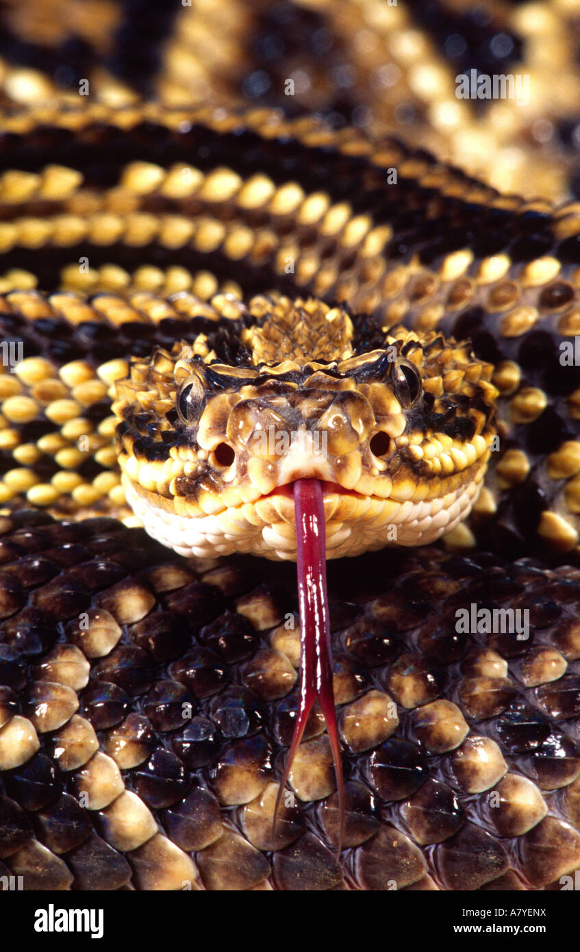 Brazilian Rattle Brazilian Rattlesnake, Crotalus durissus dryinus, Native to Guyana ...