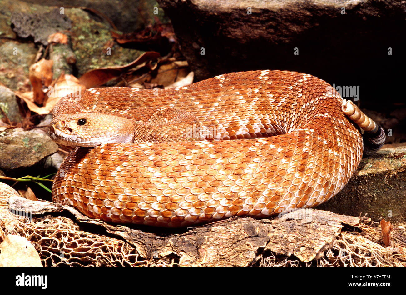 Red Diamond Rattlesnake, Crotalus ruber, Native to Southern California Stock Photo