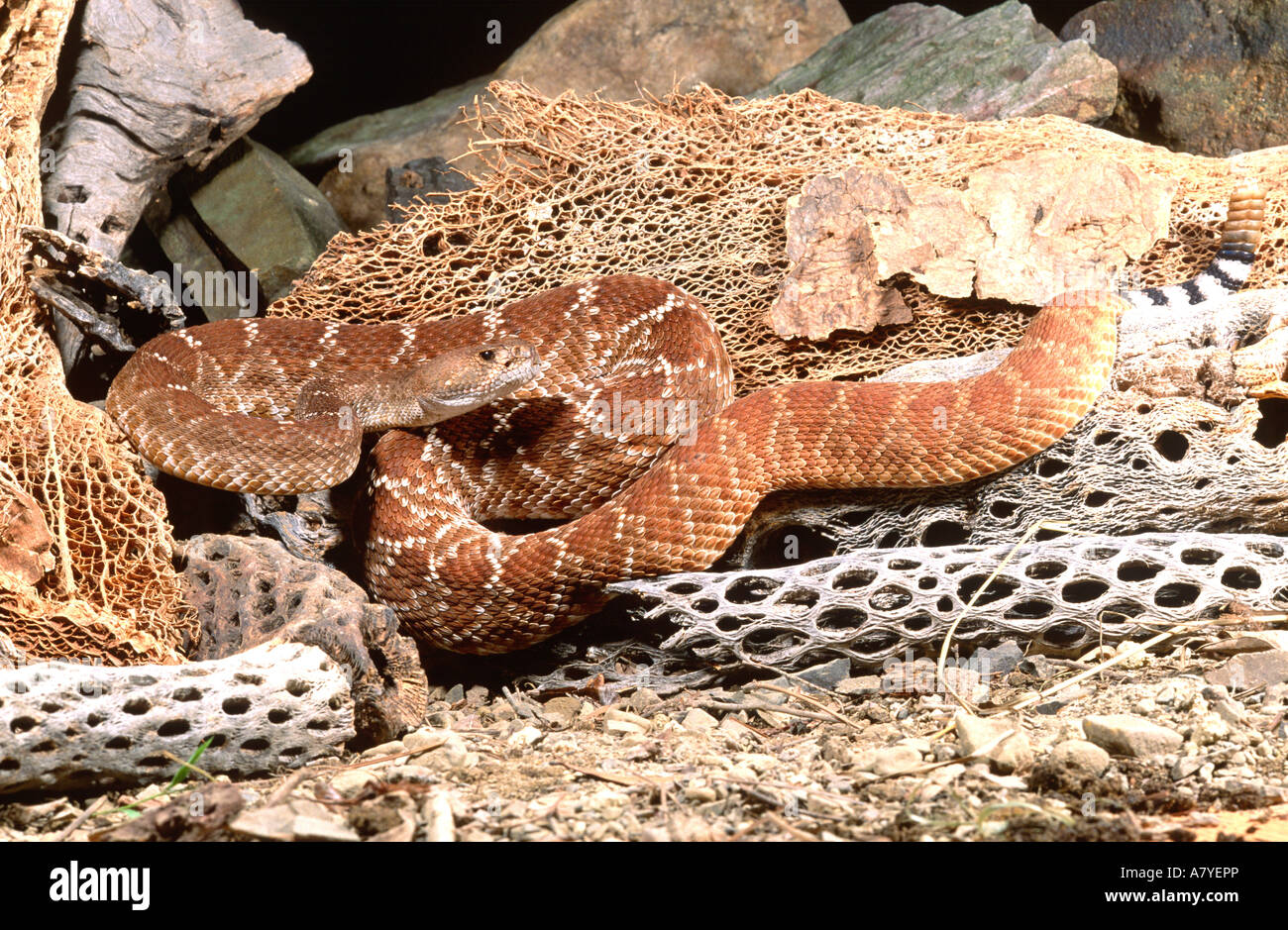 Red diamond rattlesnake hires stock photography and images Alamy