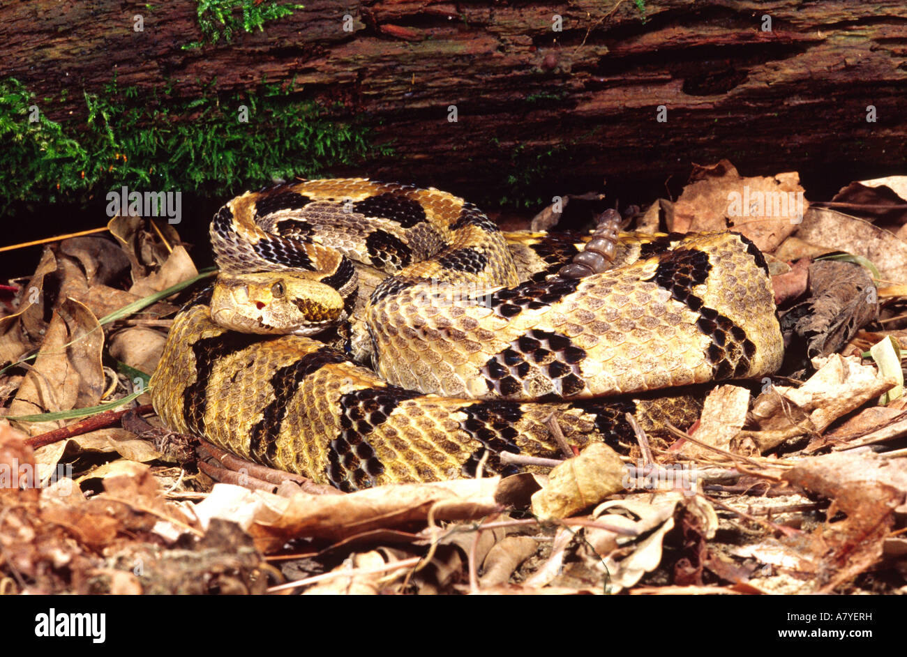 Canebrake Timber Rattlesnake, Crotalus horridus atricaudatus, Native to ...