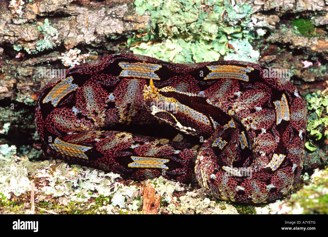 rhinoceros viper for sale rhinoceros viper for sale