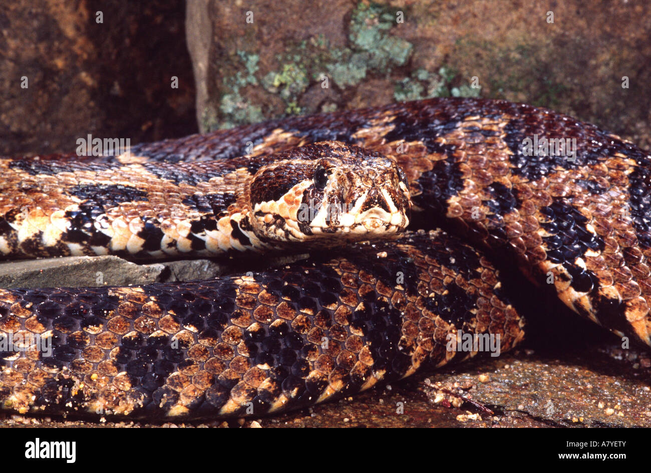Palestine viper vipera hires stock photography and images Alamy