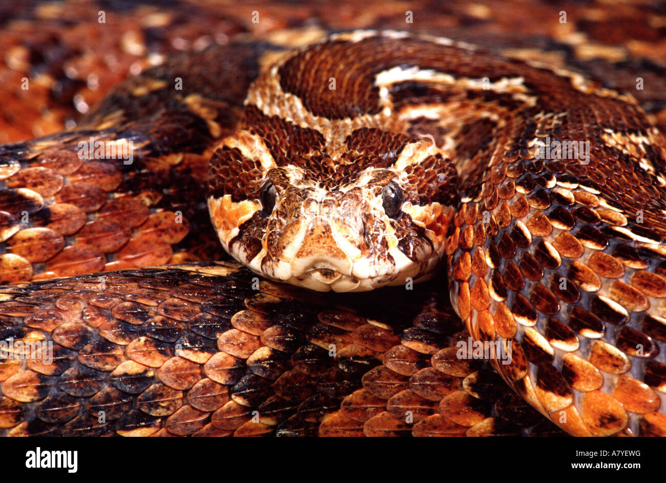 Palestine viper vipera hires stock photography and images Alamy