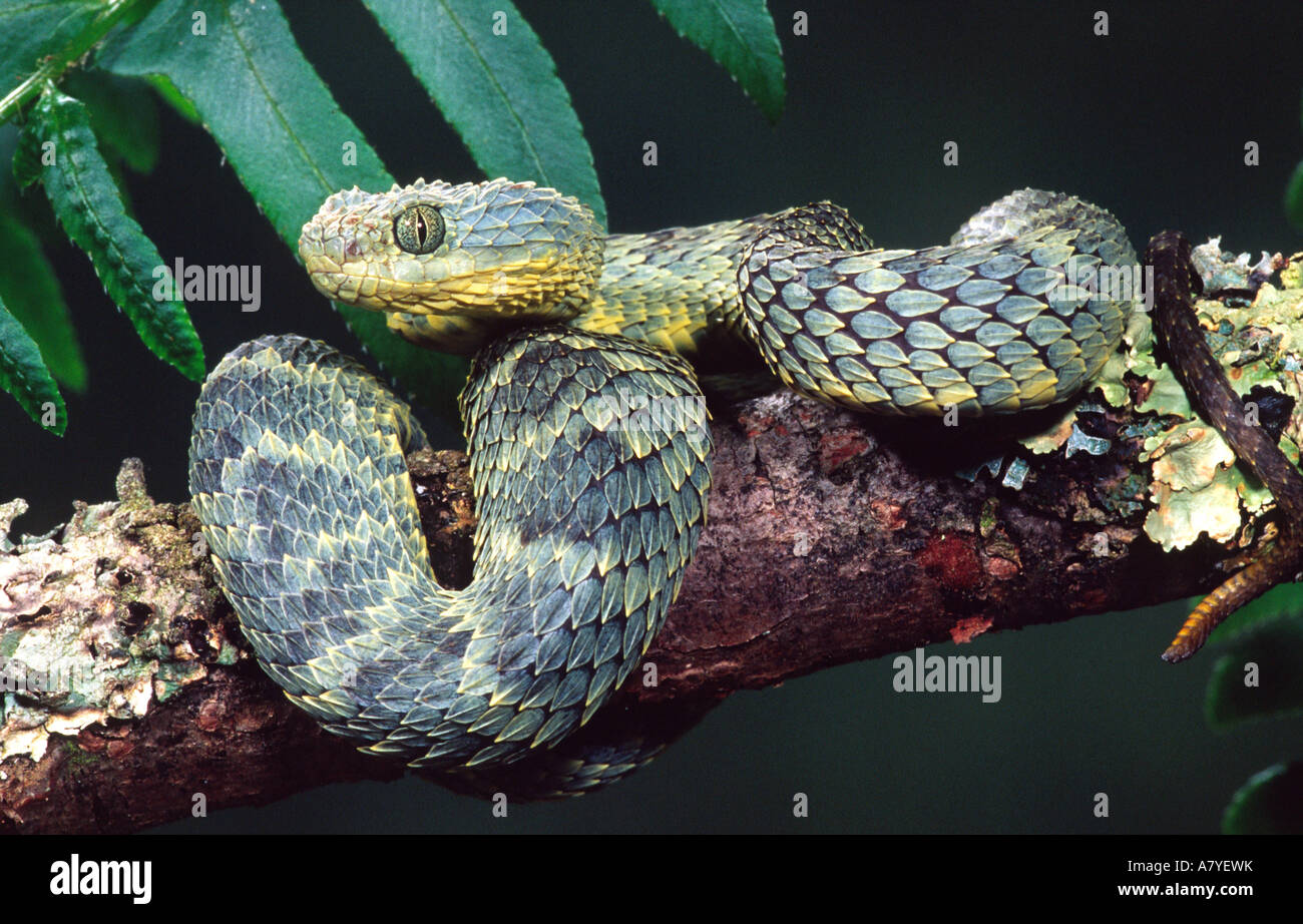 West African Bush Viper Atheris Chlorechis Attack Stock Image - Image of  spectacular, reptile: 136564929