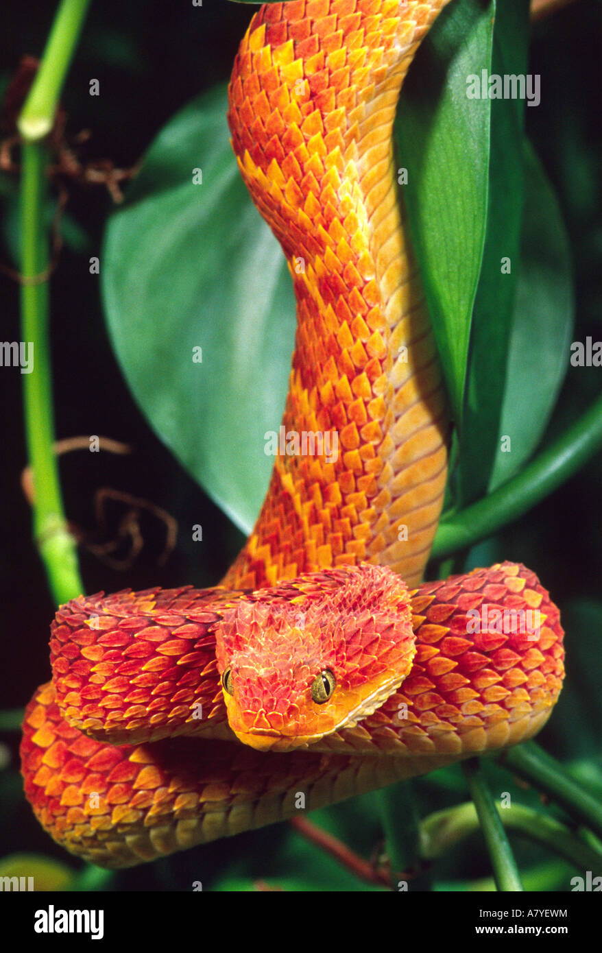 Bush Viper (Atheris squamigera), red phase, Bush Viper (Ath…