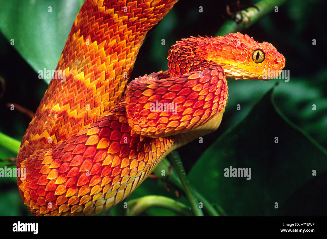 African Bush Viper, Atheris squamiger, Native to Uganda & Western Kenya Stock Photo