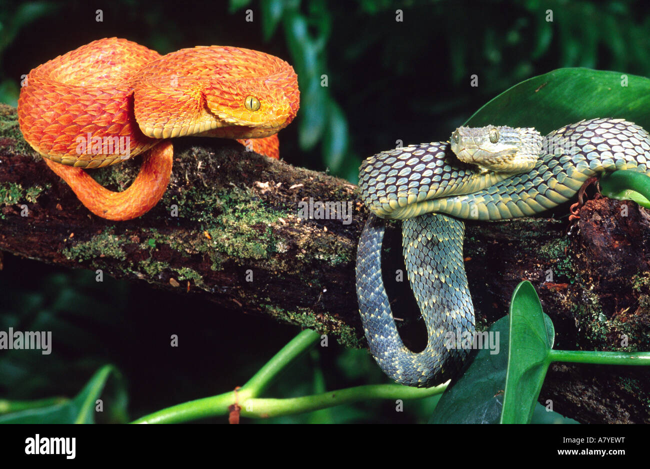 African Bush Viper Pair, Atheris squamiger, Native to Uganda & Western Kenya Stock Photo