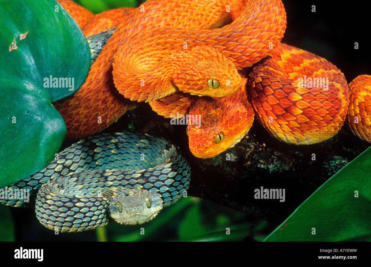 African Bush Viper Trio, Atheris squamiger, Native to Uganda & Western Kenya Stock Photo