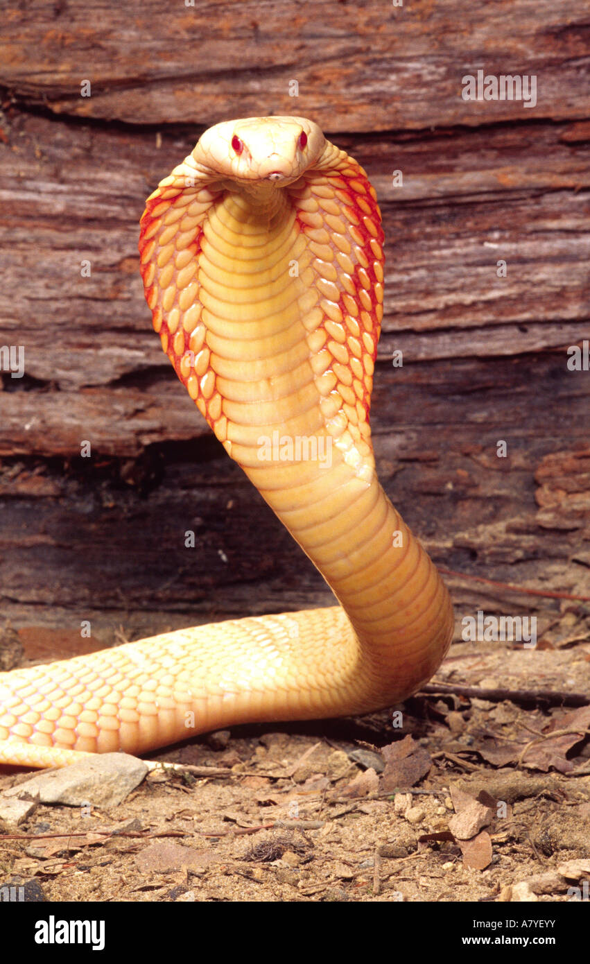 Albino Monocled Cobra, Naja naja kaouthia, Native to South East Asia Stock Photo