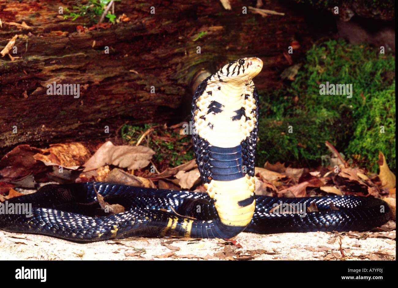 Forest Cobra, Naja melanoleuca, Native to Central Africa Stock Photo