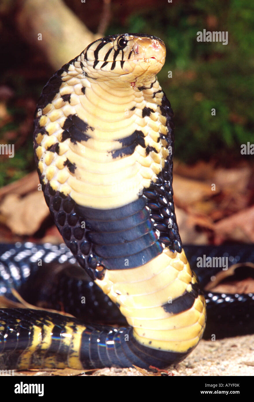 Forest Cobra, Naja melanoleuca, Native to Central Africa Stock Photo