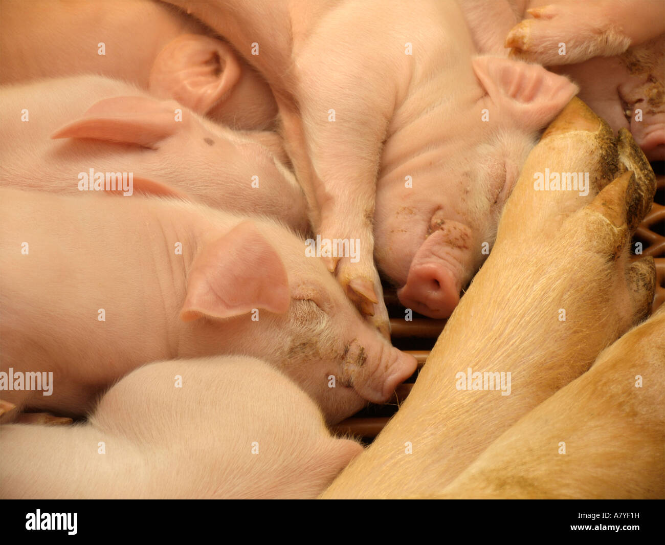 Piglets sleeping at mother s feet Illinois State Fair USA Stock Photo