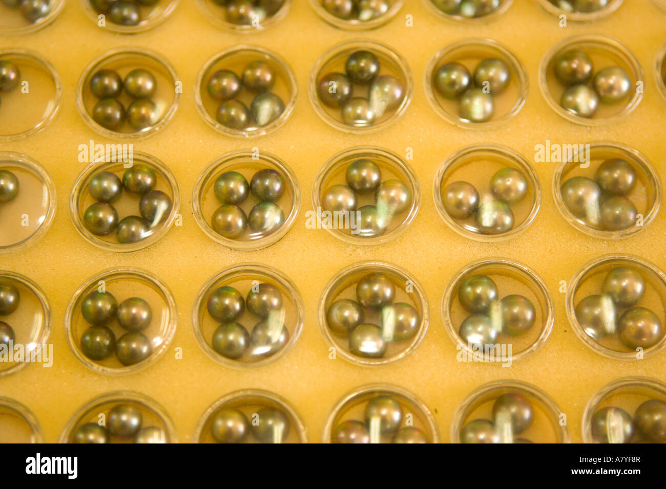 Beautiful black pearls harvested after 18 months. Black pearl farming