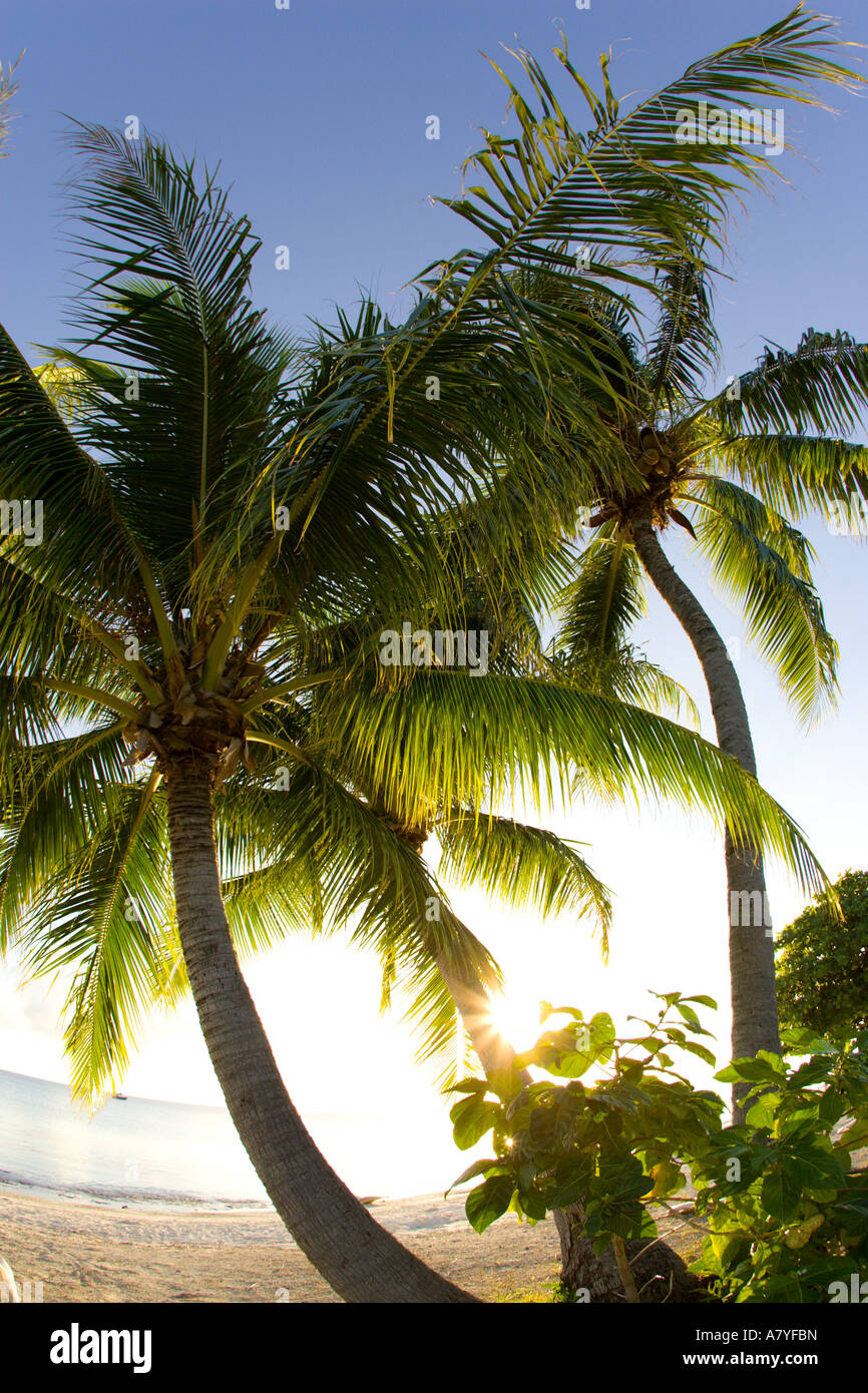 palm-trees-fakarava-tuamotus-french-polynesia-stock-photo-alamy
