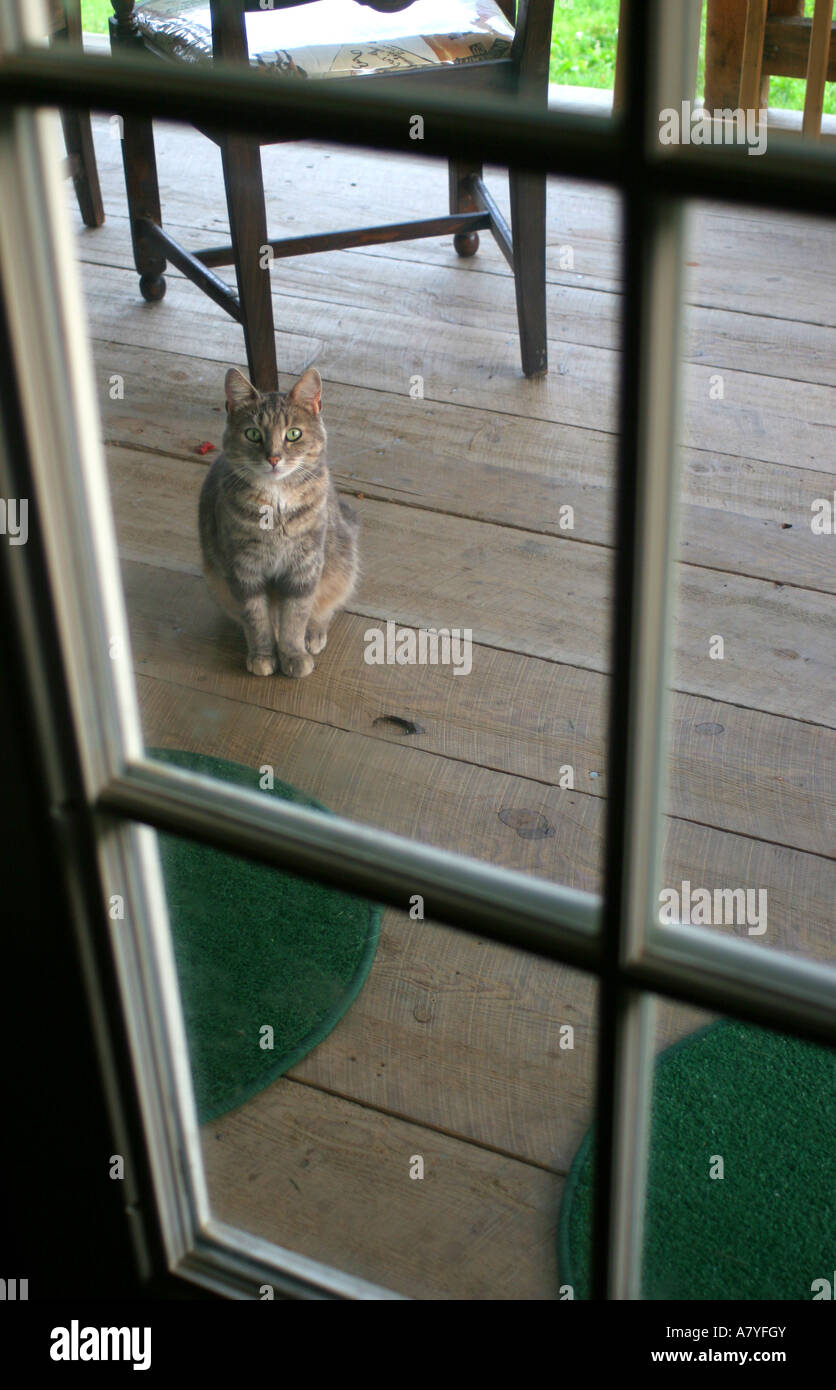 Cat Looking Through A Glass Door Brookville Pa Usa Stock Photo