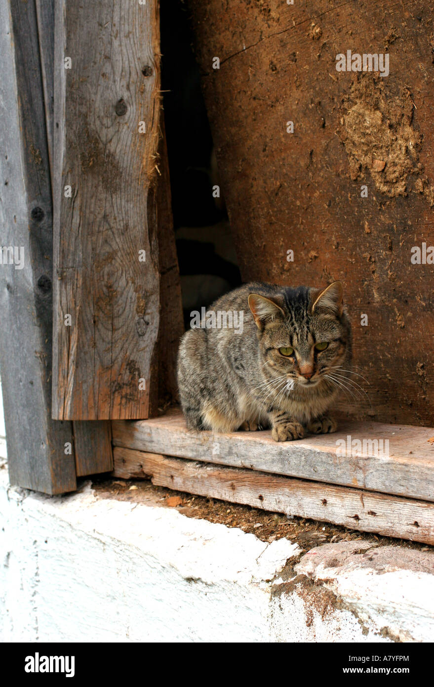 Feral cat perched on a barn ledge Stock Photo
