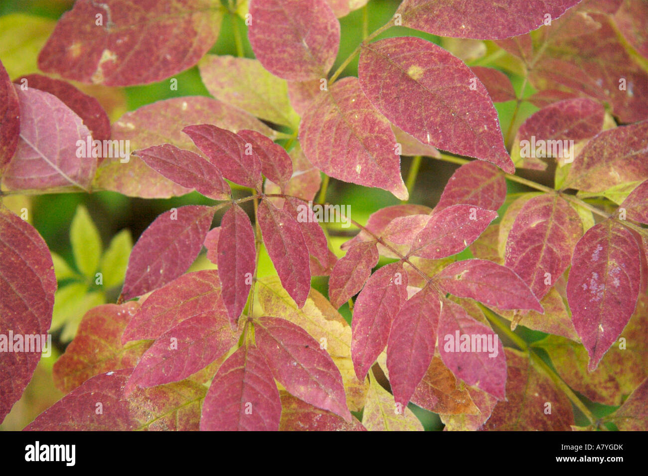 Autumn foliage Ash Tree Stock Photo Alamy