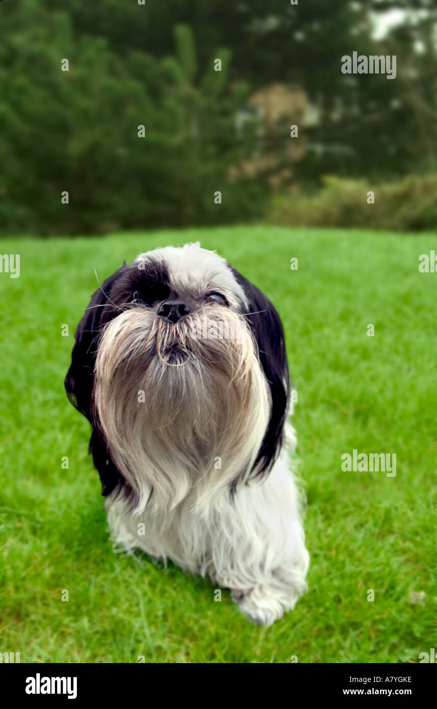 Lhasa Apso in the backyard Stock Photo
