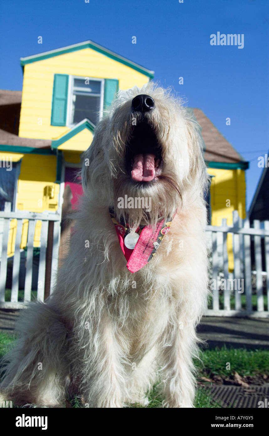 Dog in front of yellow house Stock Photo