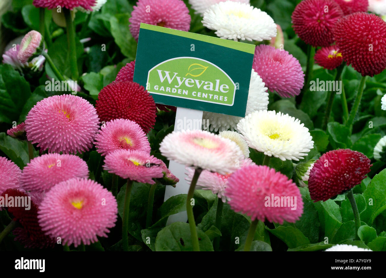 Colourful spring bedding plants  for sale in a Wyevale garden centre at Brighton in Sussex. Stock Photo