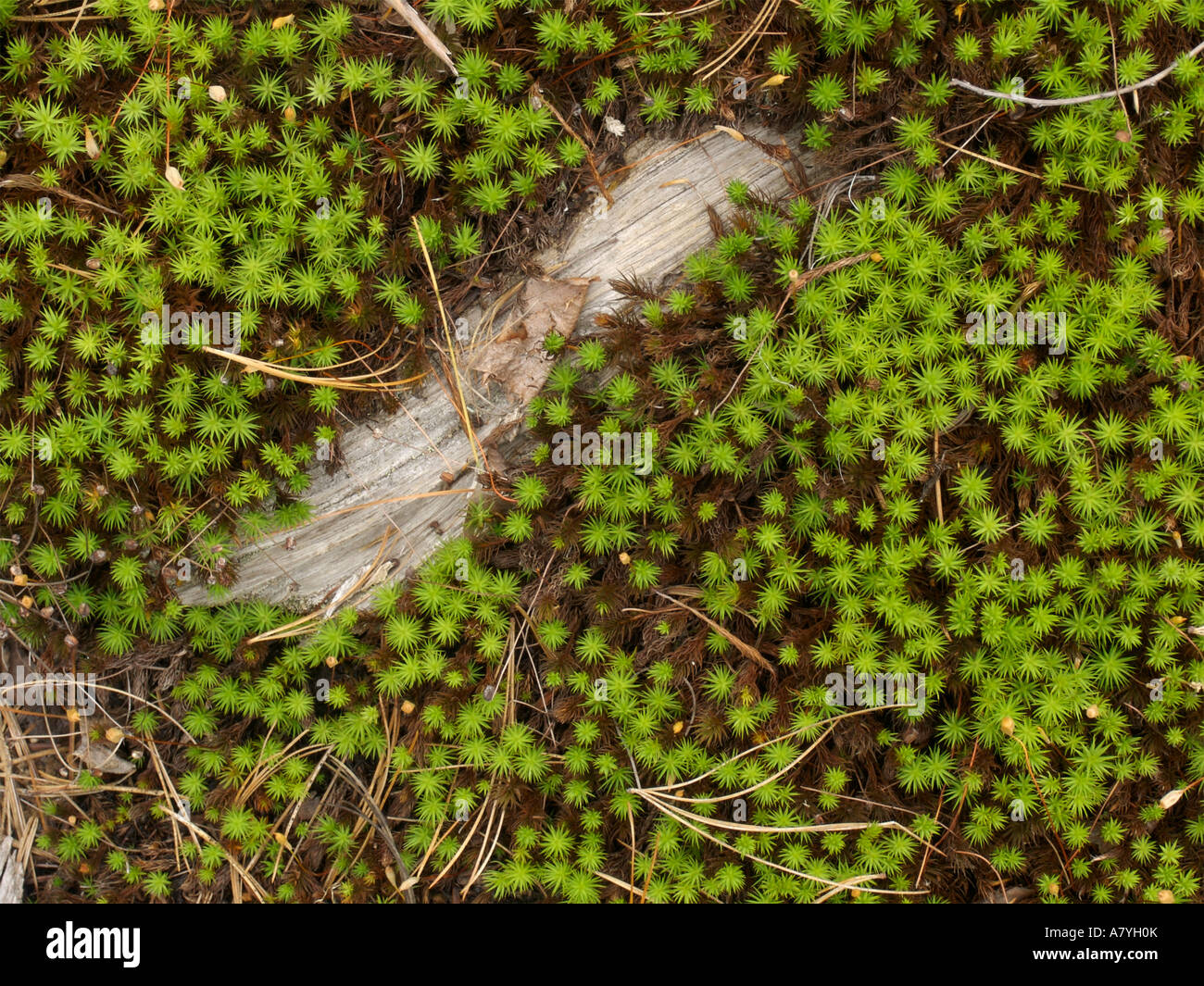 Haircap moss Polytrichum species Acadia National Park Maine Stock Photo