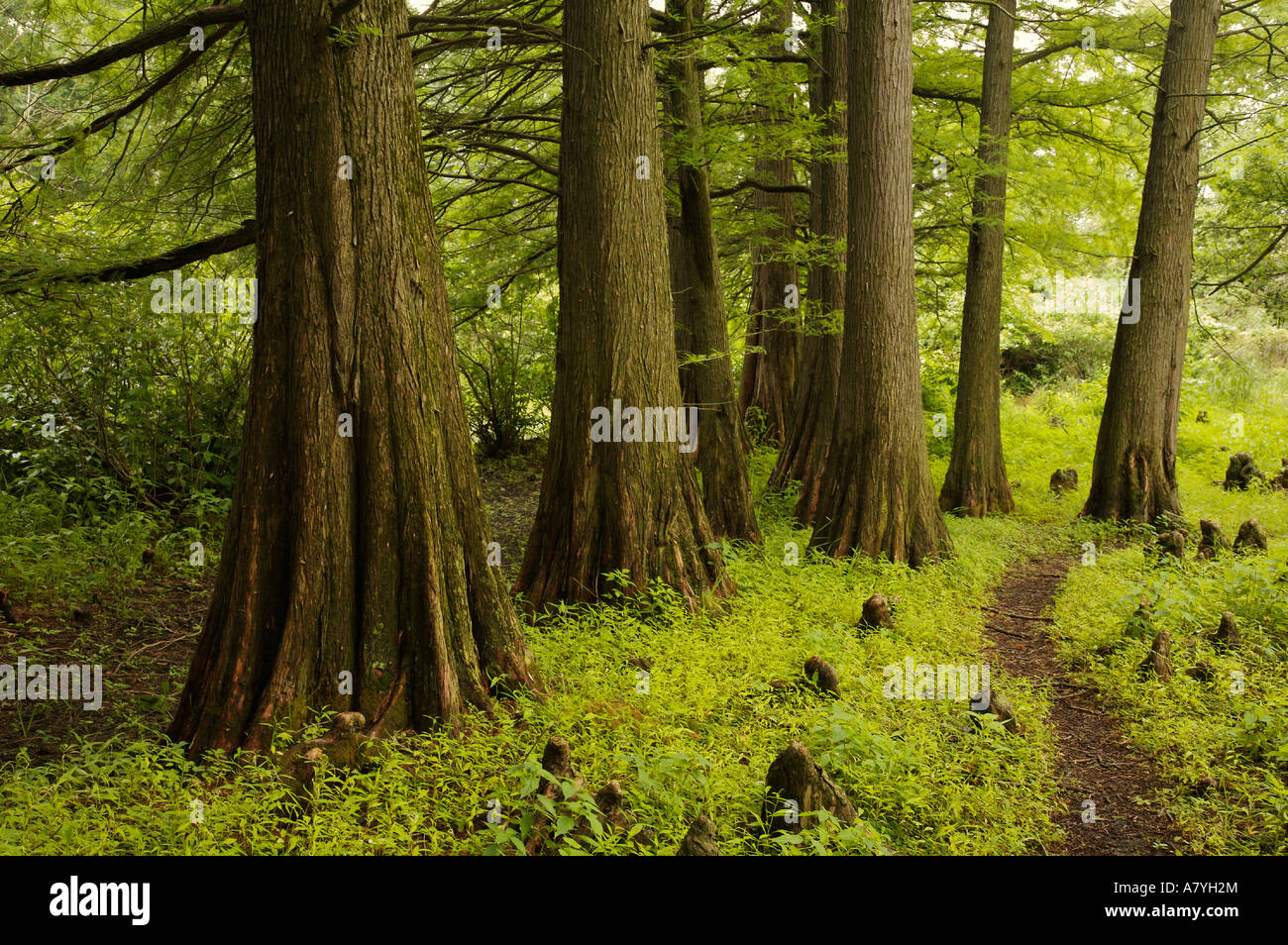 Swamp cypress grove hires stock photography and images Alamy