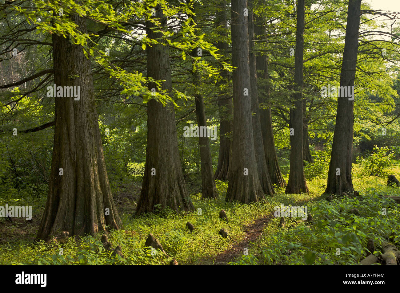 Swamp cypress grove hires stock photography and images Alamy