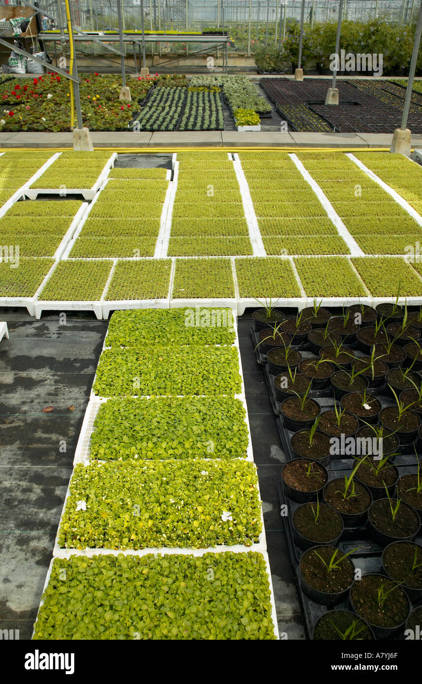 Greenhouse with plug plants hi-res stock photography and images - Alamy